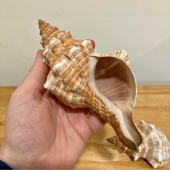 2 Shells Cream / Light Orange / Brown Neutral Decor Beach Shell - Picture 2 of 13